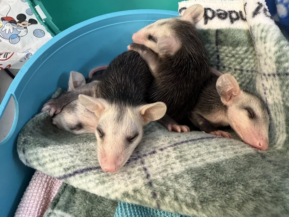 Young opossums receiving rehabilitative care