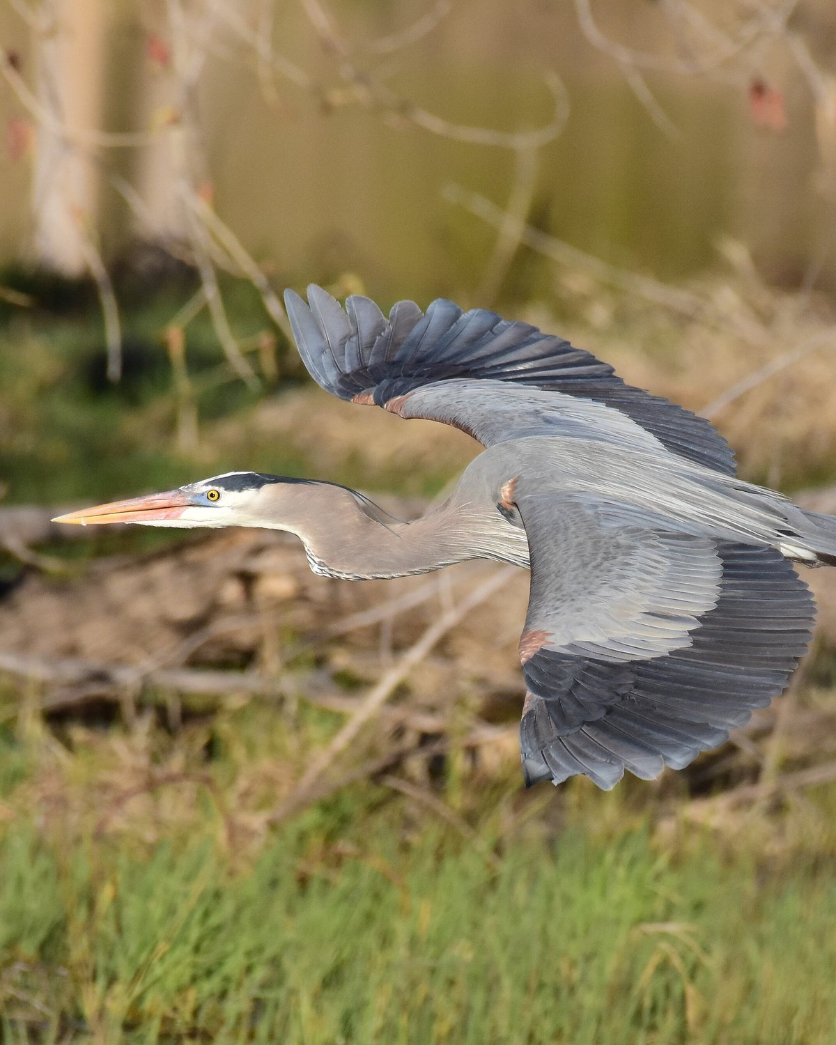 A great blue heron in wetland vegetation
